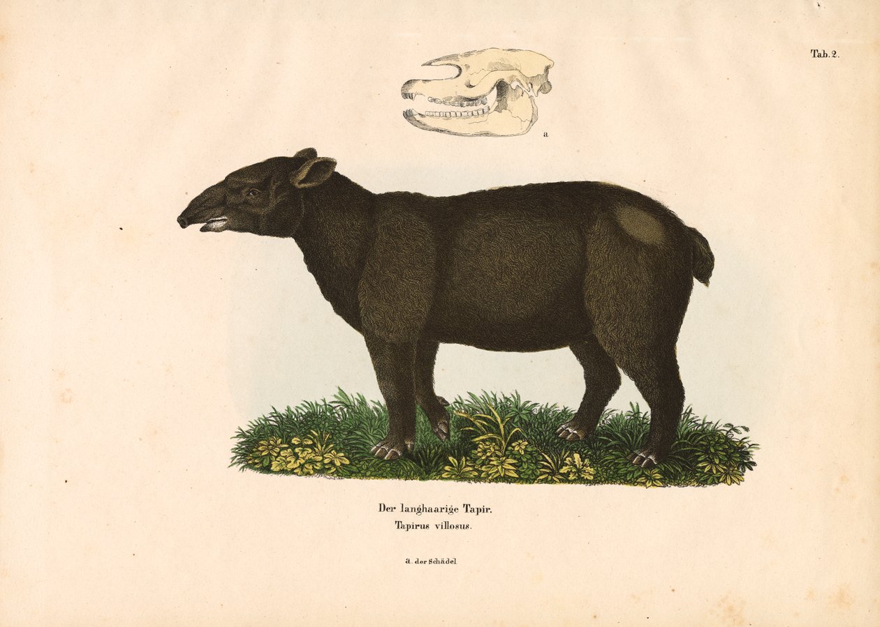 Mountain Tapir by Conrad Kull