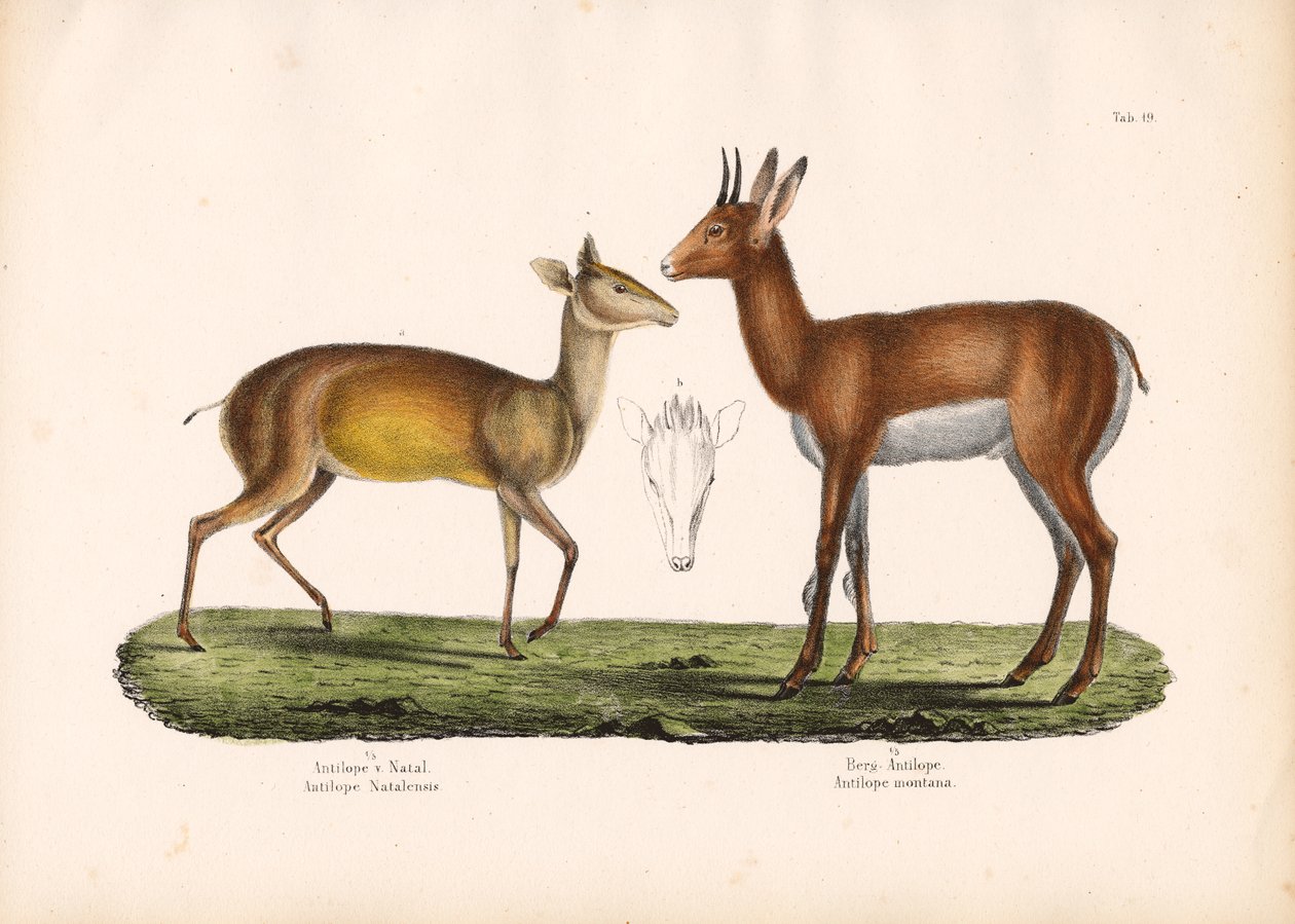 Natal Antelope and Mountain Antelope by Conrad Kull