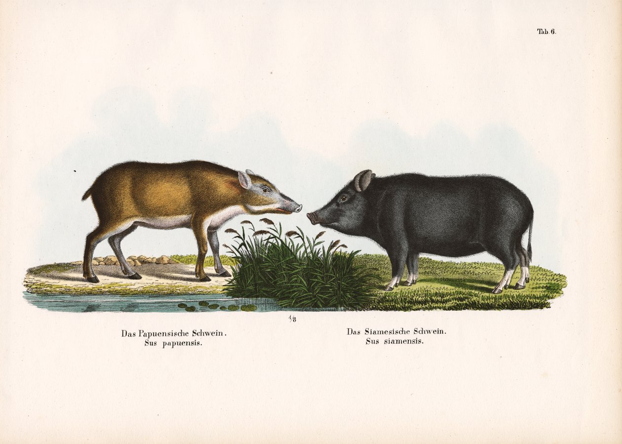 Papuan Pig and Siamese Pig by Conrad Kull