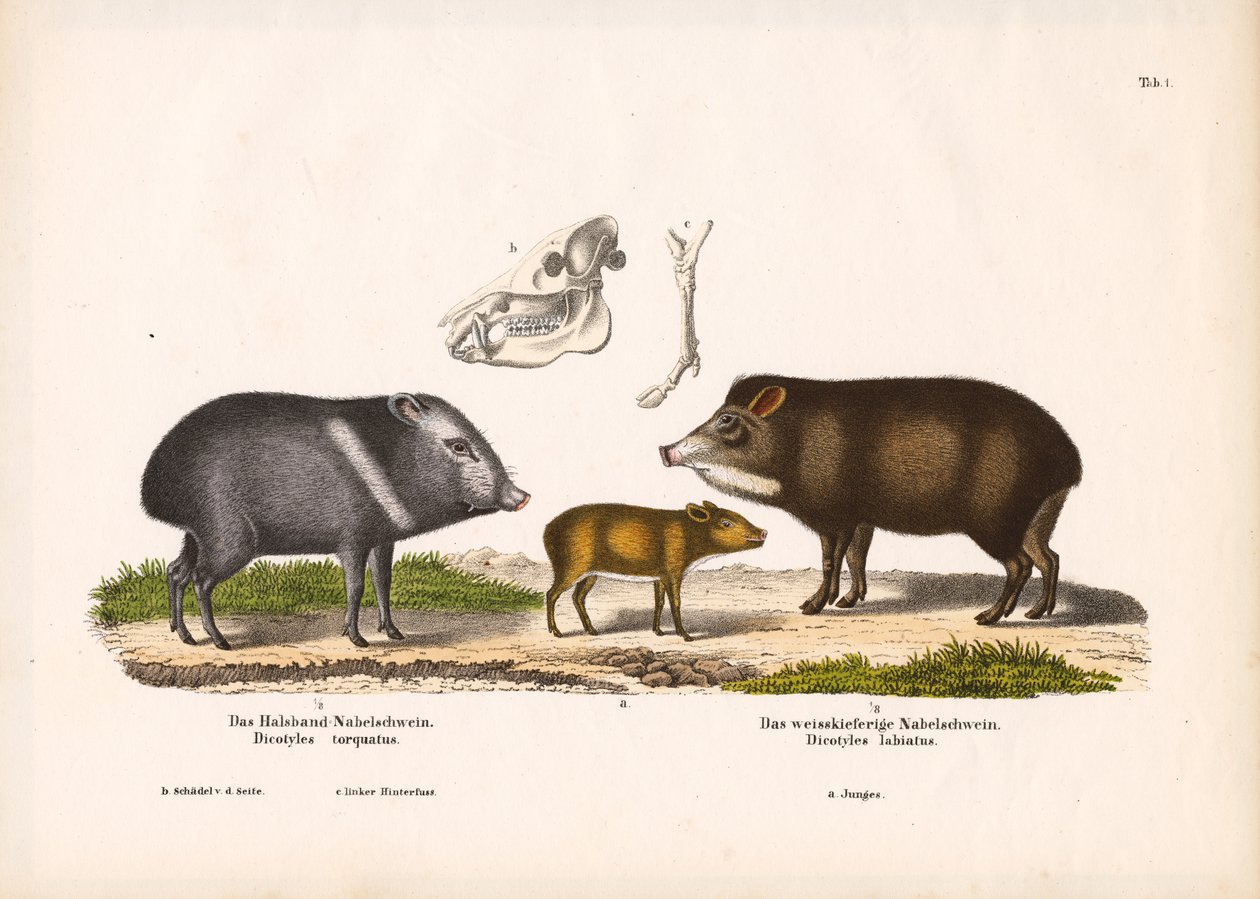 Peccaries with Young and Skull Anatomy by Conrad Kull