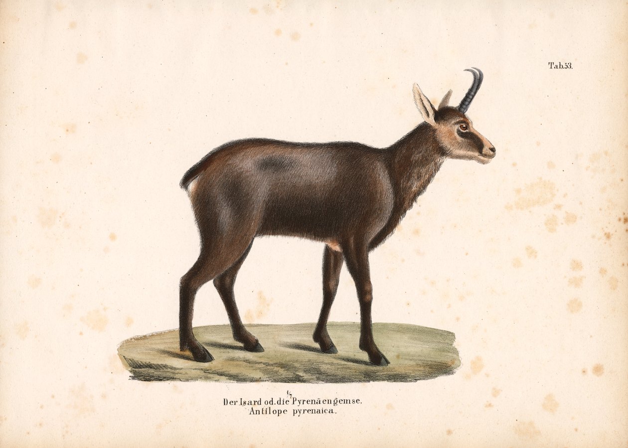 Pyrenean Chamois or Isard by Conrad Kull