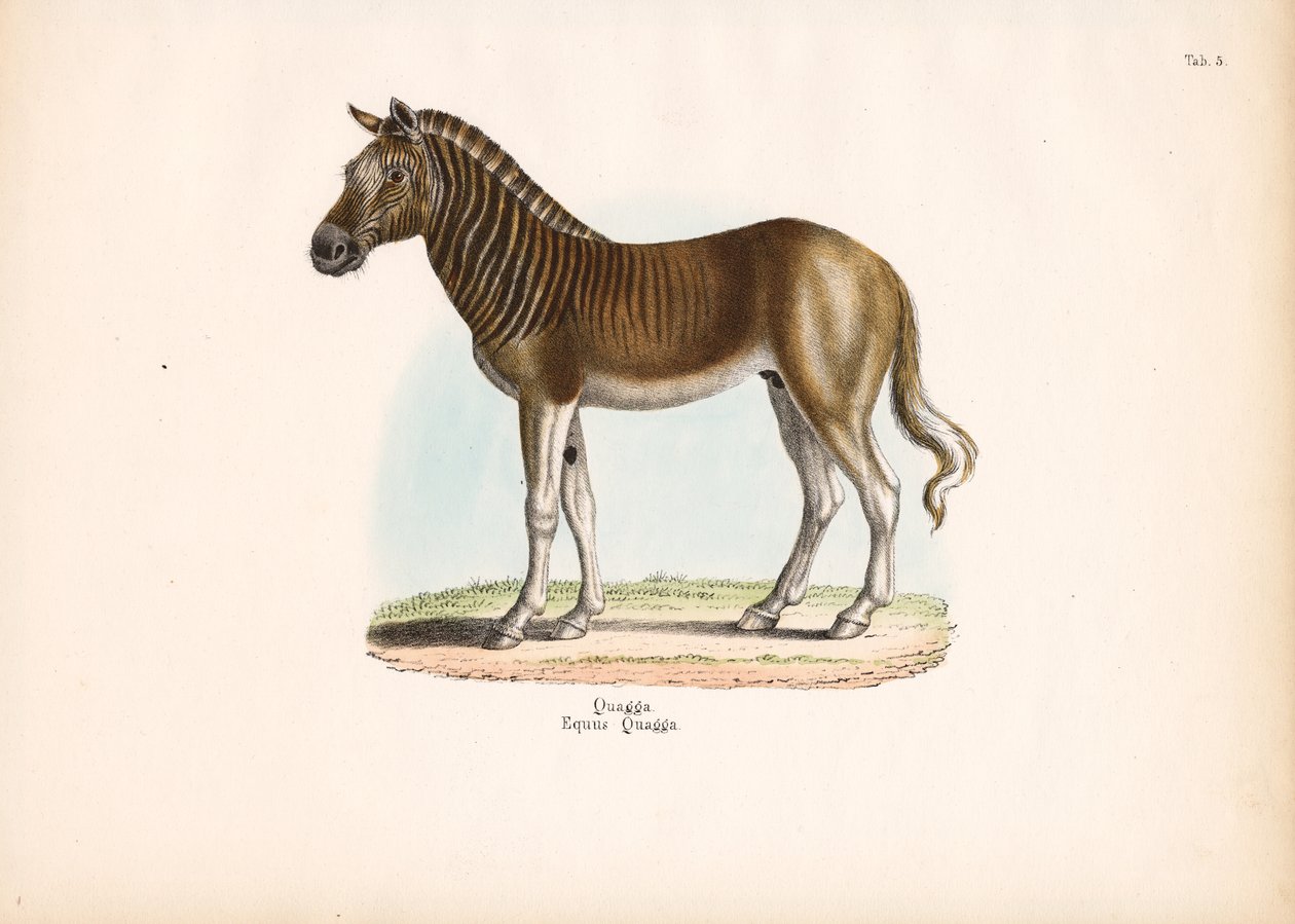 Quagga by Conrad Kull