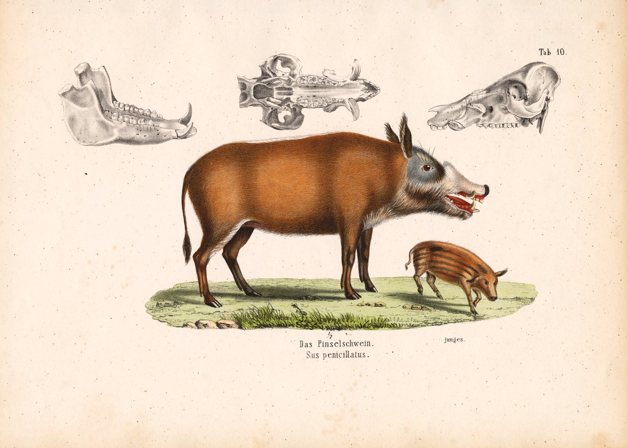 Red River Hog with Juvenile and Skull Views by Conrad Kull