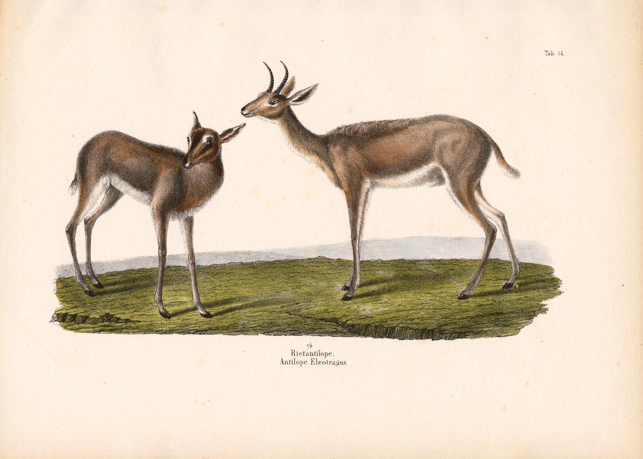 Southern Reedbuck by Conrad Kull