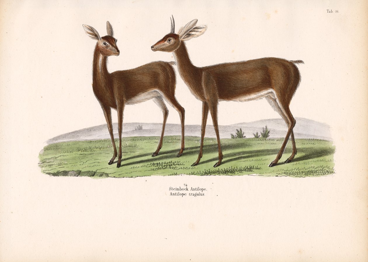 Steenbok by Conrad Kull