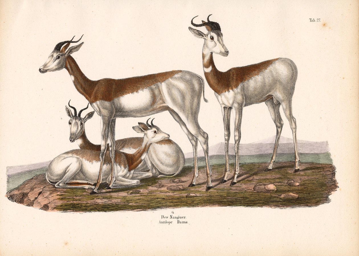 The Nanguer or Dama Gazelle by Conrad Kull