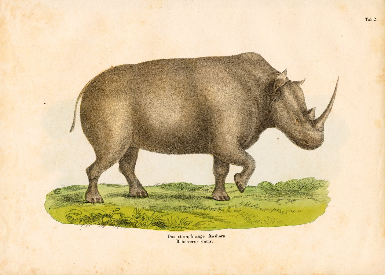 The Square-lipped Rhinoceros by Conrad Kull