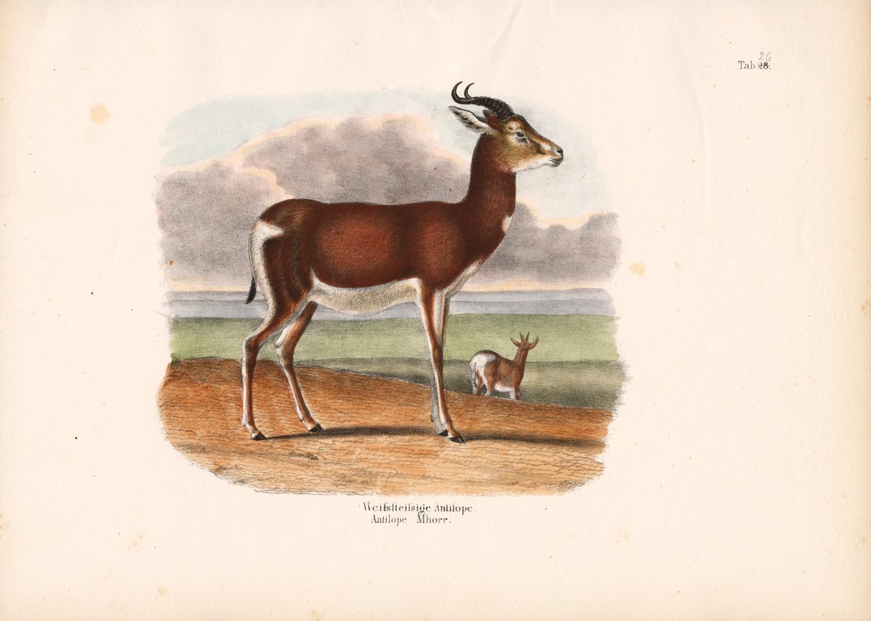 White-circled Antelope by Conrad Kull
