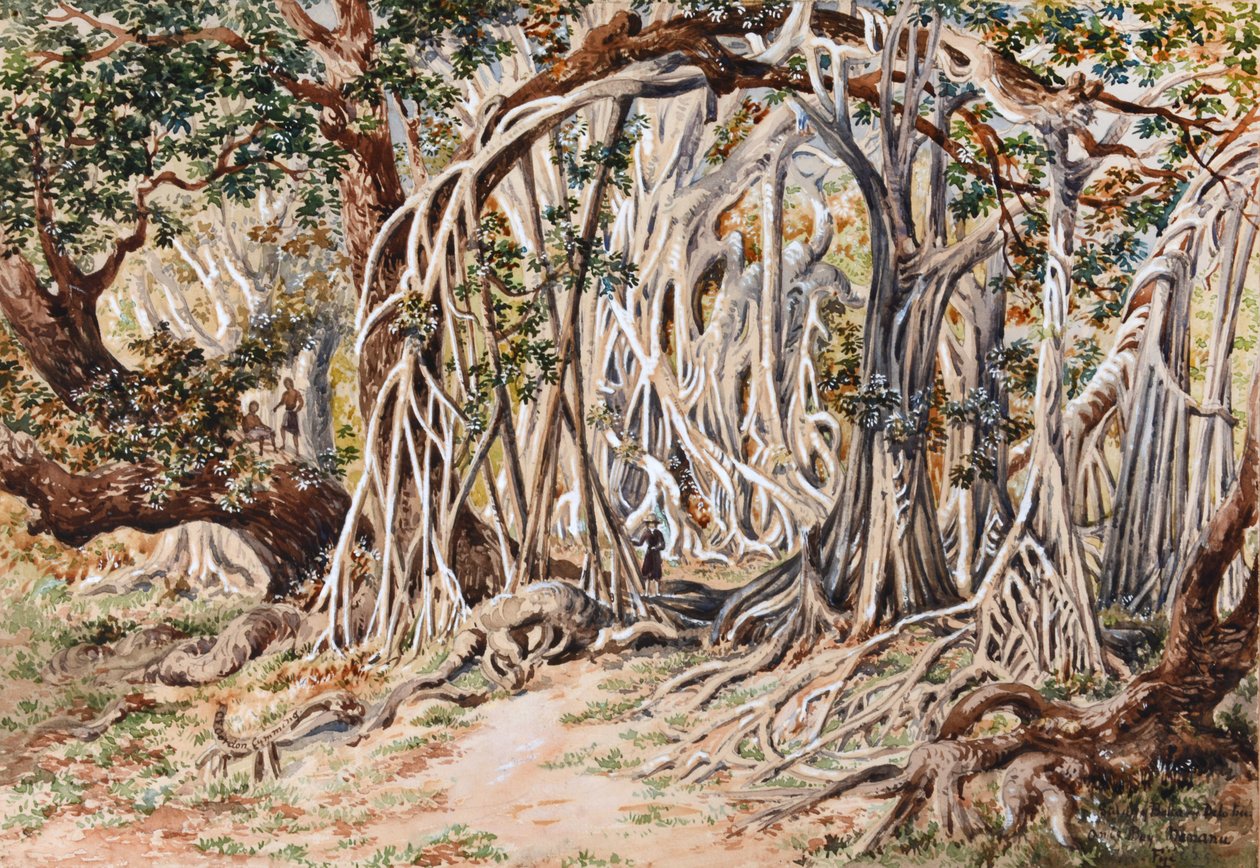 Study of Baka Delo Tree, Anie Bay, Nananu, Fiji by Constance Frederica Gordon Cumming