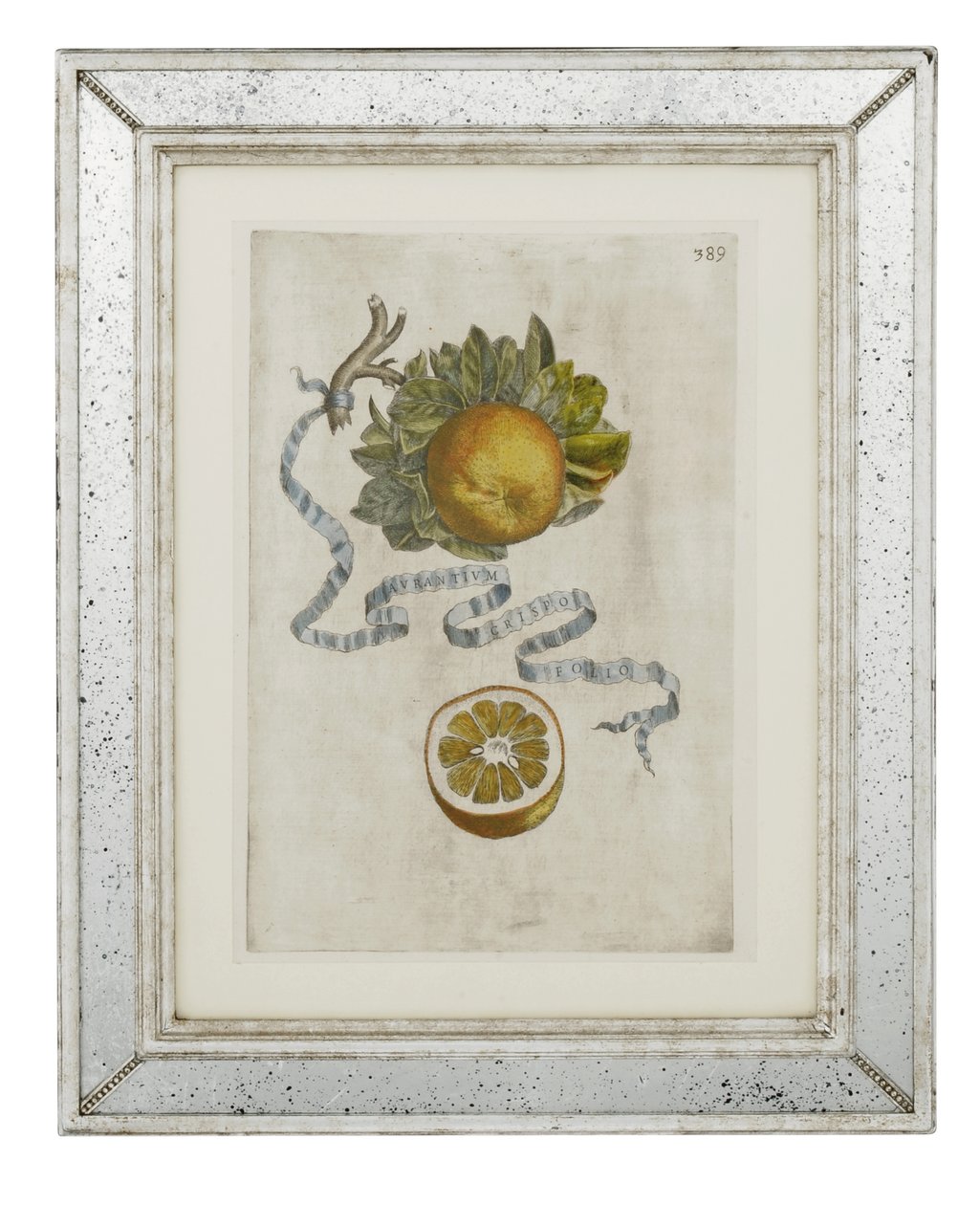 Curled leaf orange, plate 389 from 