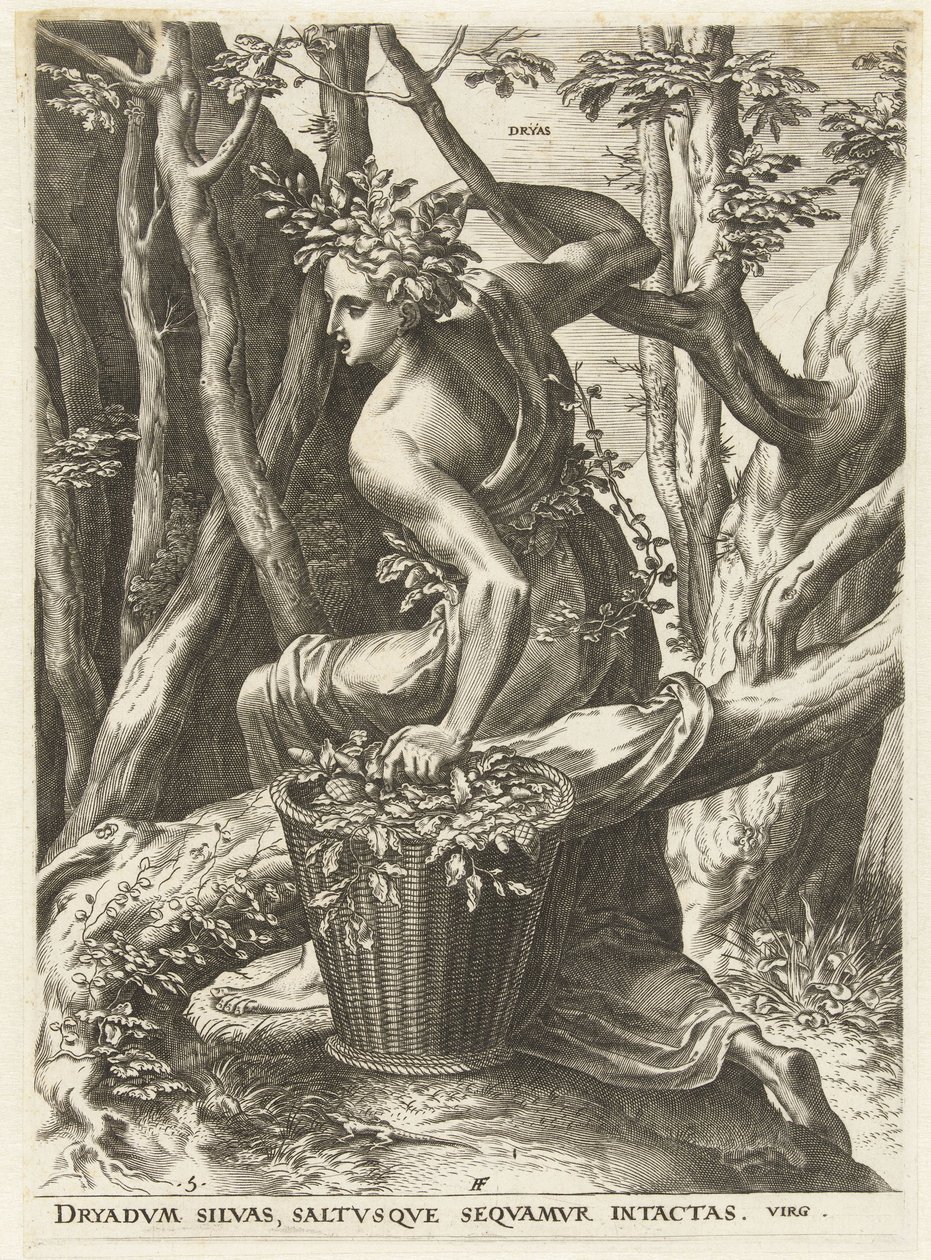 Dryas by Cornelis Cort
