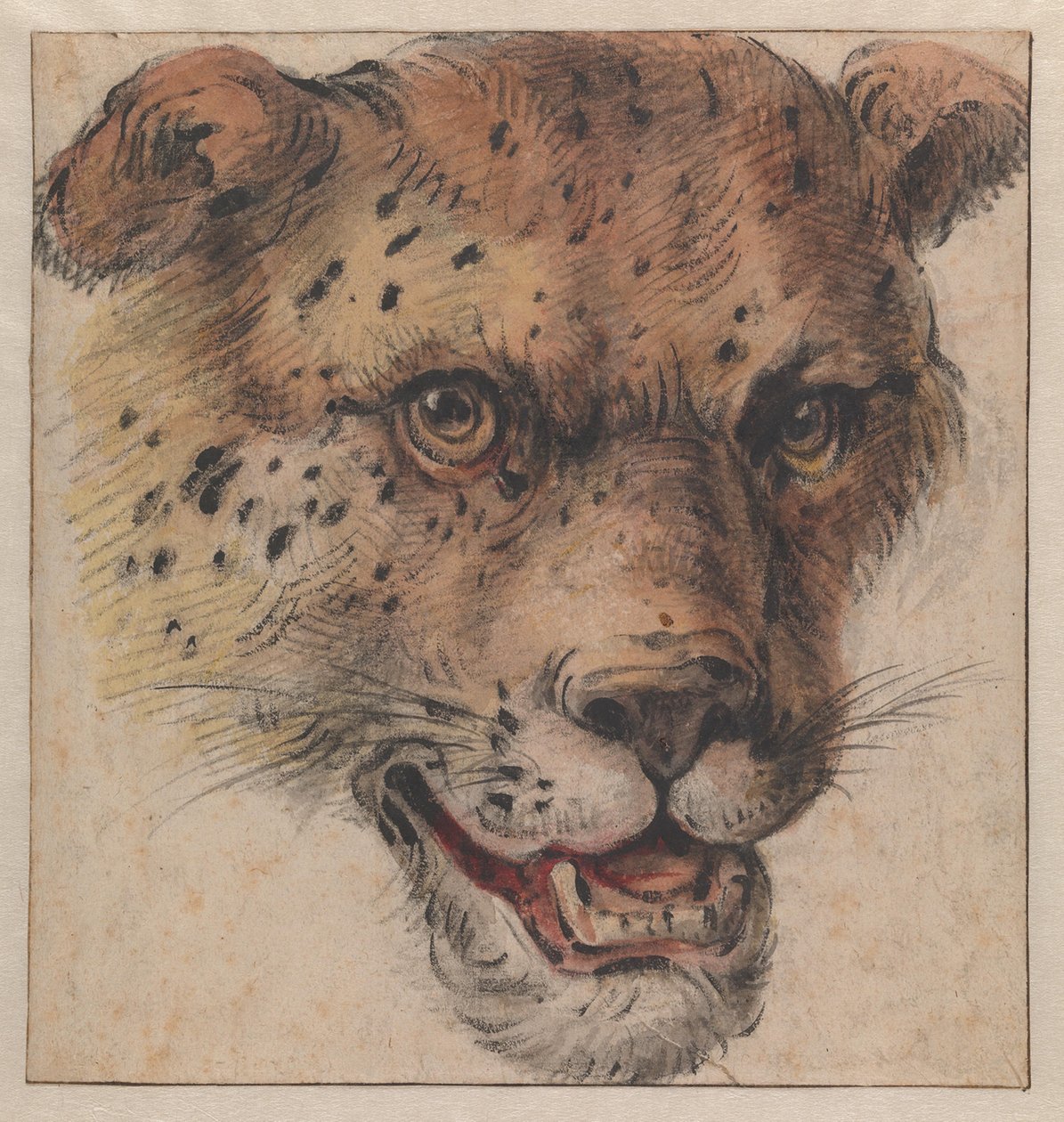 The Head of a Leopard by Cornelis Saftleven