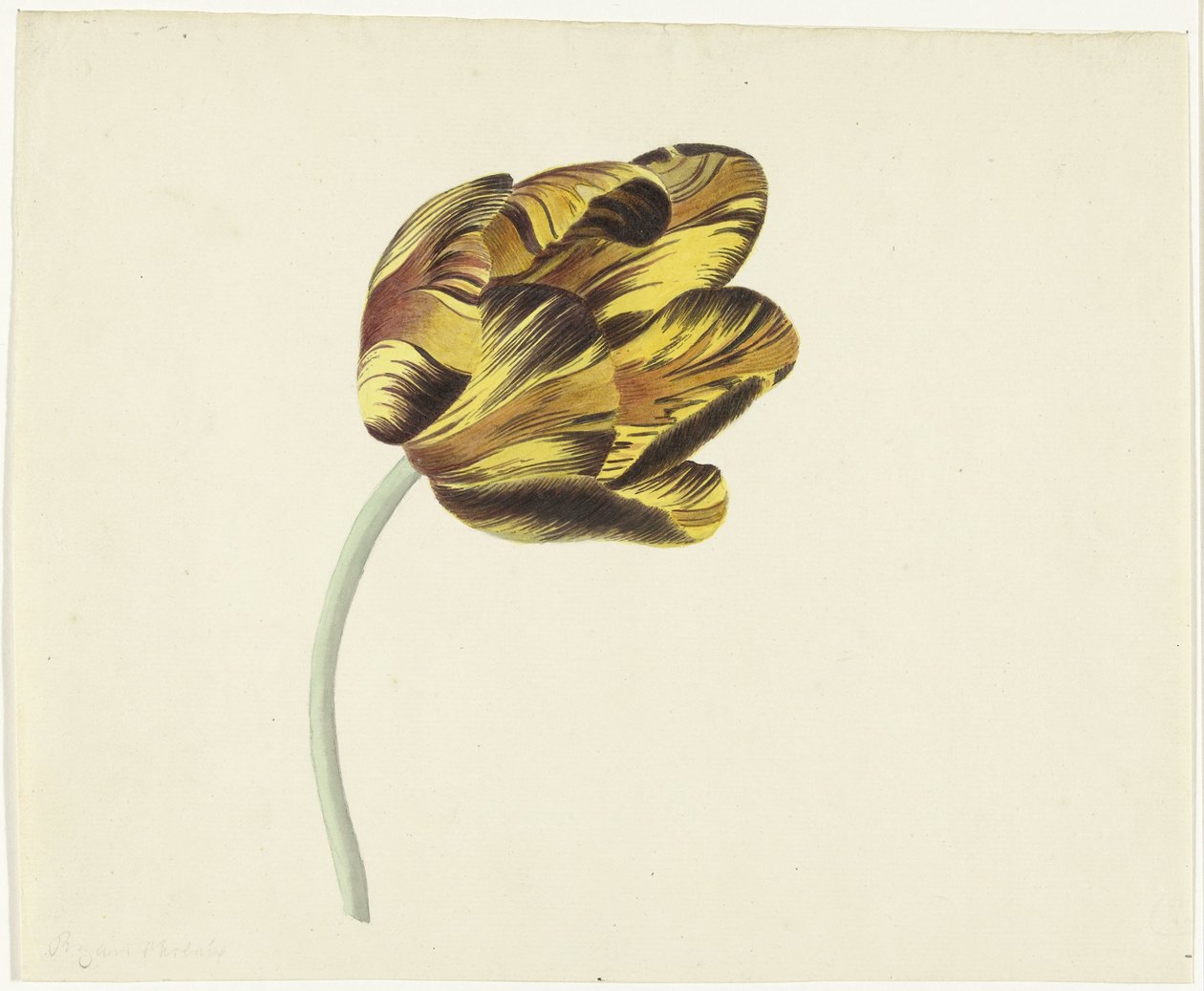 Tulip Named Bizard Phoenix by Cornelis van Noorde