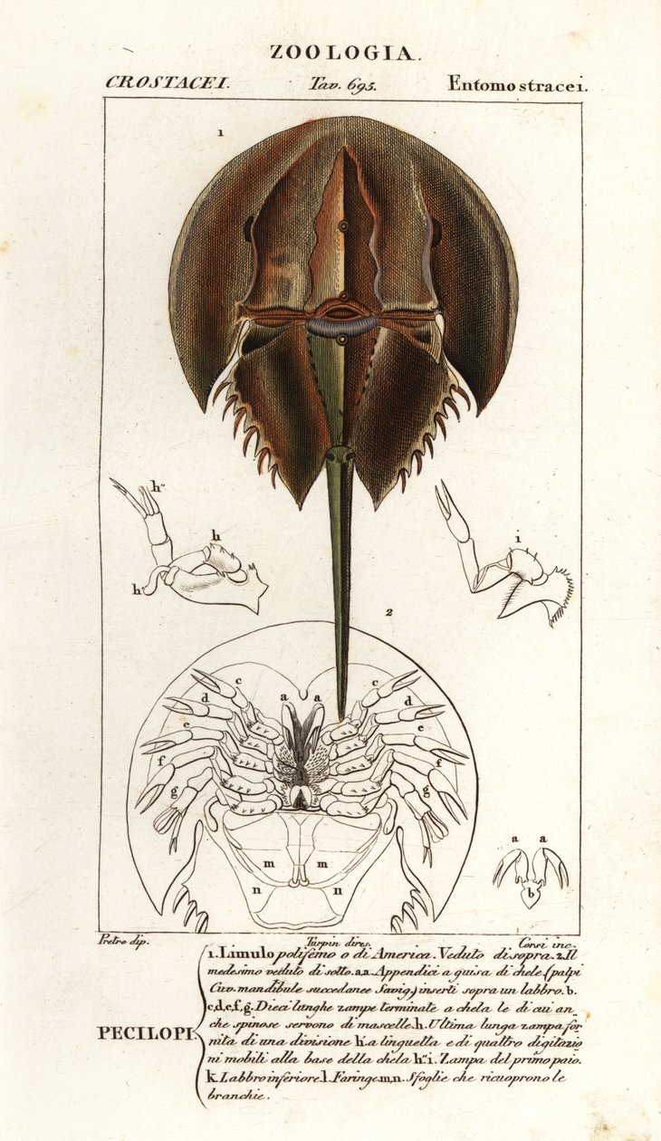 Atlantic horseshoe crab, Limulus polyphemus by Corsi Corsi