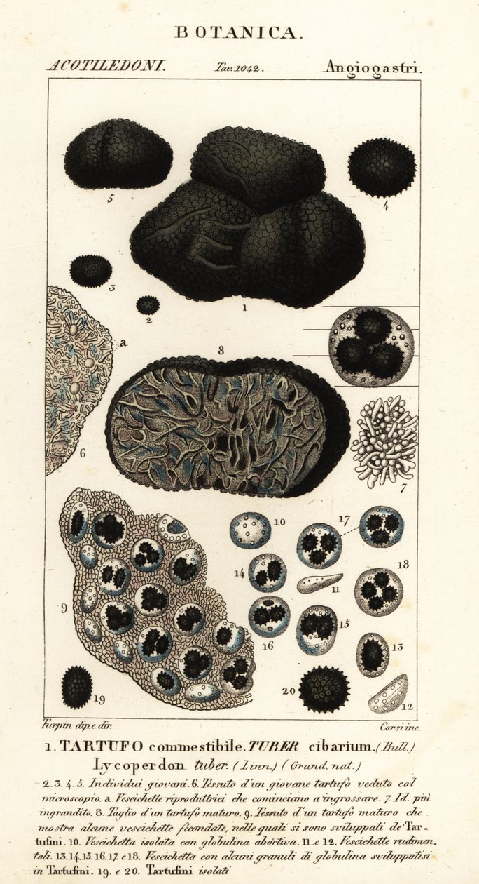 Black truffle, Tuber melanosporum by Corsi Corsi