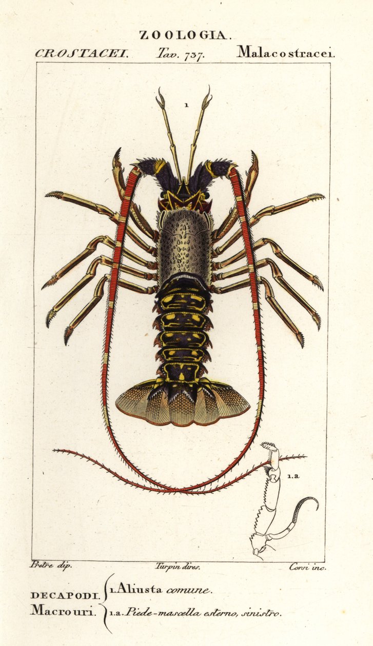 European Spiny Lobster, Palinurus Elephas by Corsi Corsi