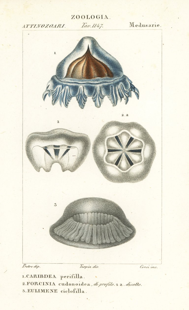Helmet Jellyfish, Periphylla periphylla 1, Phorcynia cudonoidea 2, and Eulimene ciclophylla 3 by Corsi Corsi