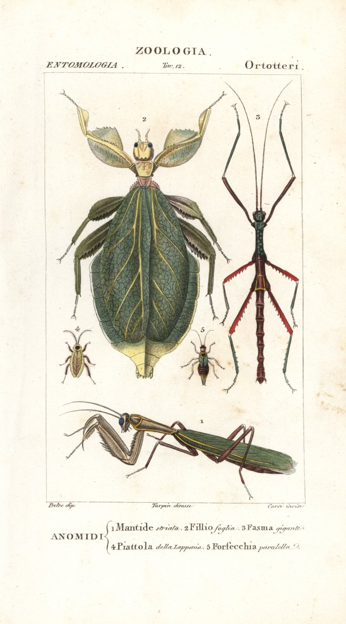 Mantis, Leaf Insect, Stick Insect, etc. by Corsi Corsi