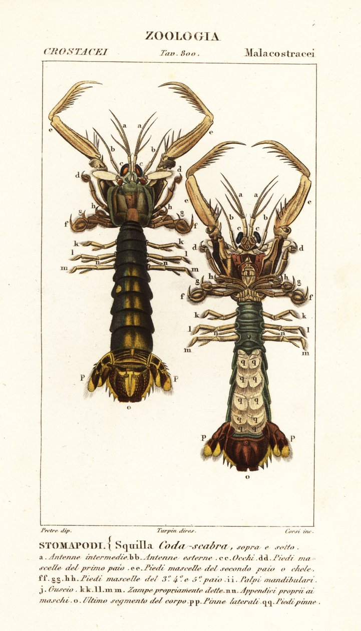 Mantis Shrimp, Lysiosquilla Scabricauda by Corsi Corsi