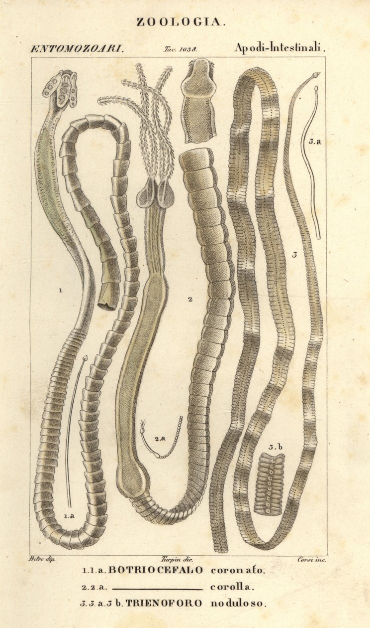 Parasitic worms and tapeworms, Bothriocephalus coronatus, Bothriocephalus corolla, and pike tapeworm, Triaenophorus nodulosus by Corsi Corsi
