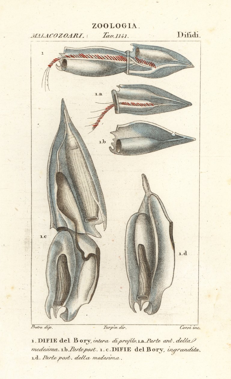 Siphonophores, Diphyes dispar, Diphyes boryi by Corsi Corsi