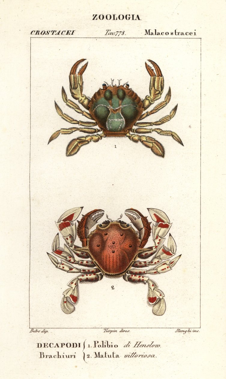 Swimming Crab and Moon Crab by Corsi Corsi