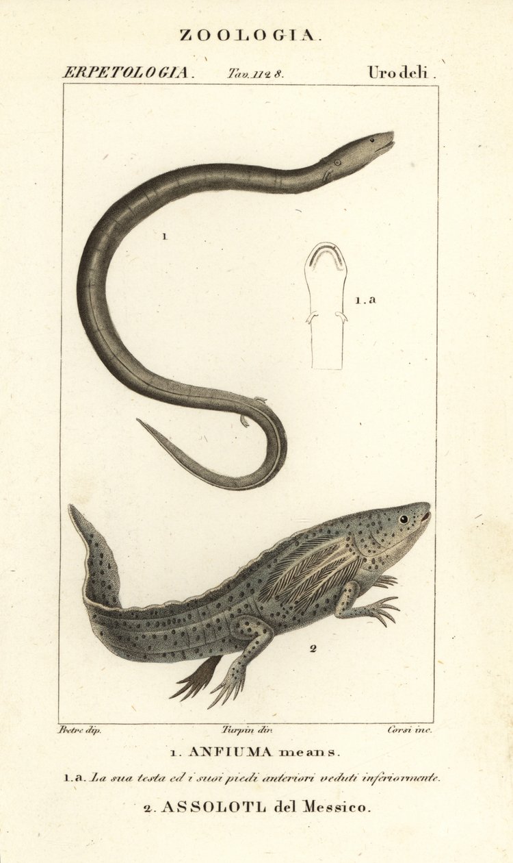 Two-toed amphiuma, Amphiuma means, and critically endangered axolotl or Mexican walking fish, Ambystoma mexicanum by Corsi Corsi