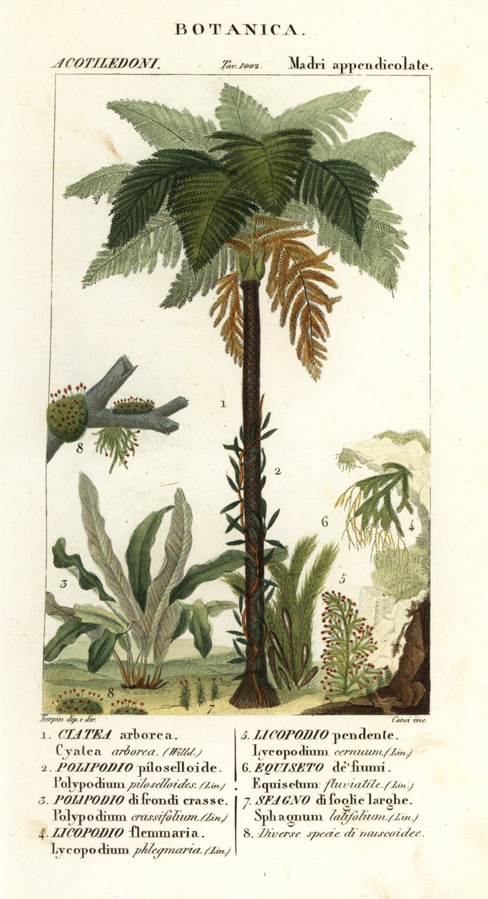 West Indian treefern, Cyathea arborea, vine fern, Microgramma piloselloides, graceful fern, Niphidium crassifolium, coarse tassel fern, Huperzia phlegmaria, staghorn clubmoss, Lycopodiella cernua, water horsetail by Corsi Corsi