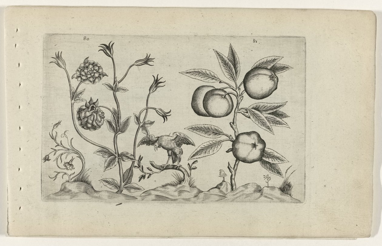 Double Columbine and Apple by Crispijn van de Passe (I) (attributed to)