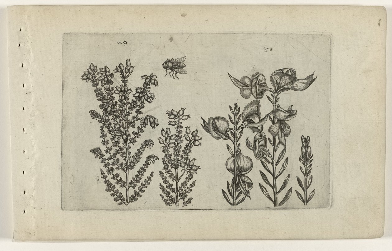 Common Heather and Broom (Cognoscite lilia) by Crispijn van de Passe (I) (attributed to)