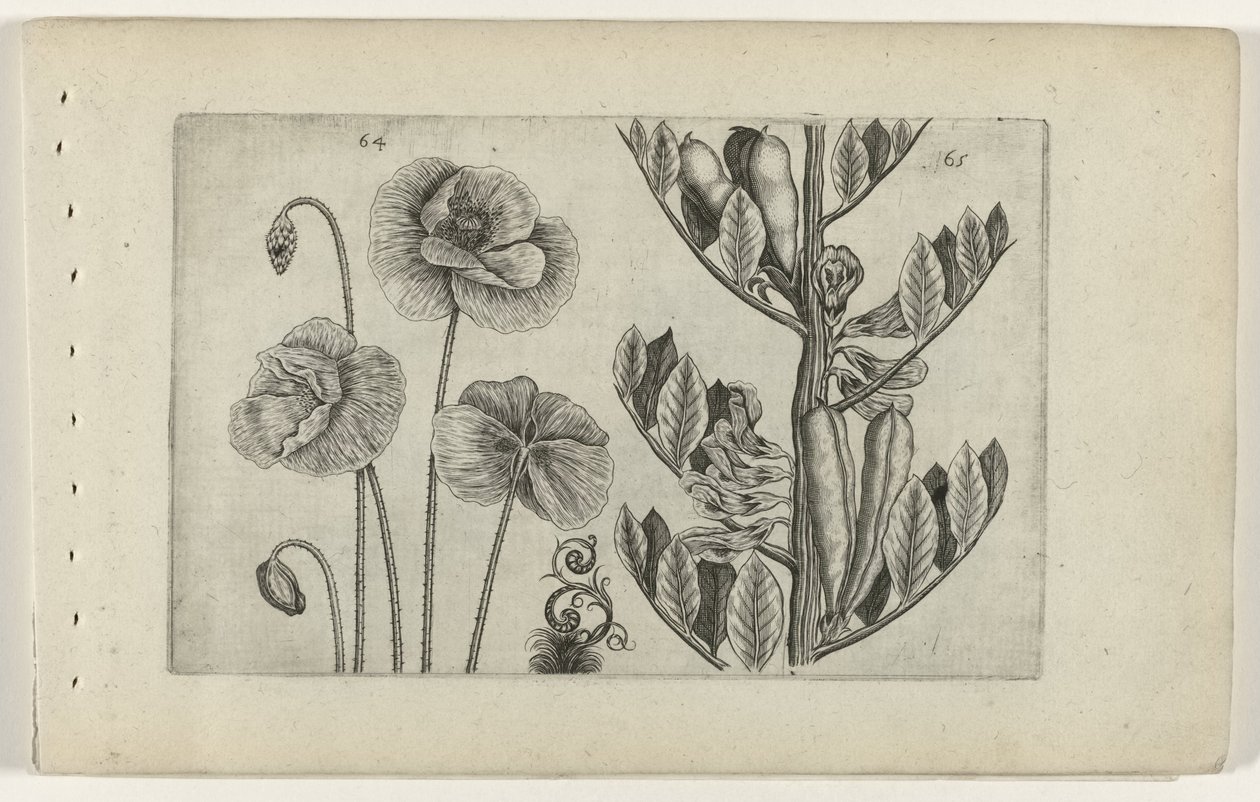 Large Poppy and Broad Bean Cognoscite Lilia by Crispijn van de Passe (I) (attributed to)