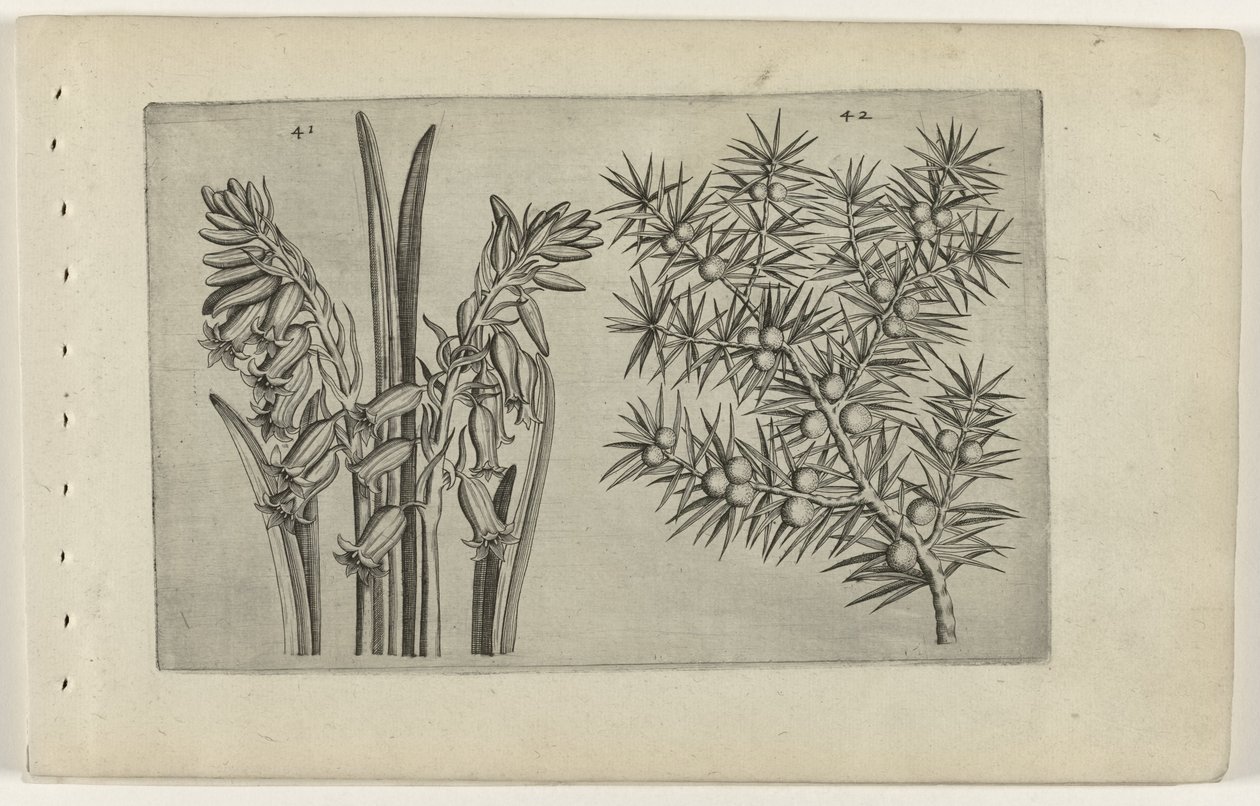 Hyacinth and Juniper (Cognoscite Lilia) by Crispijn van de Passe (I) (attributed to)