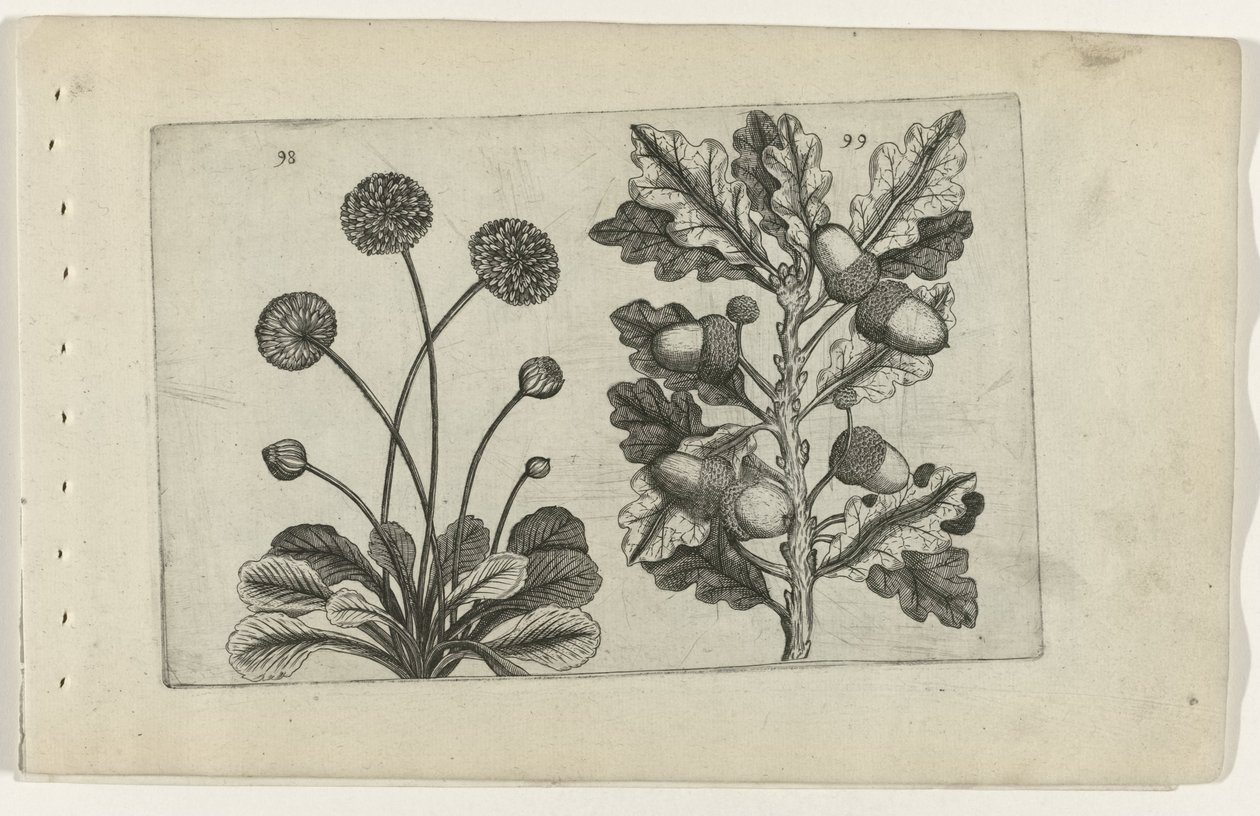 Daisy and Summer Oak, from the series Cognoscite Lilia by Crispijn van de Passe (I) (attributed to)