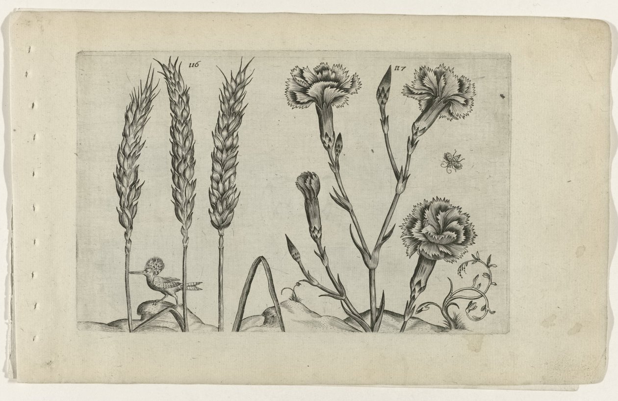 Wheat and Carnation by Crispijn van de Passe (I) (attributed to)