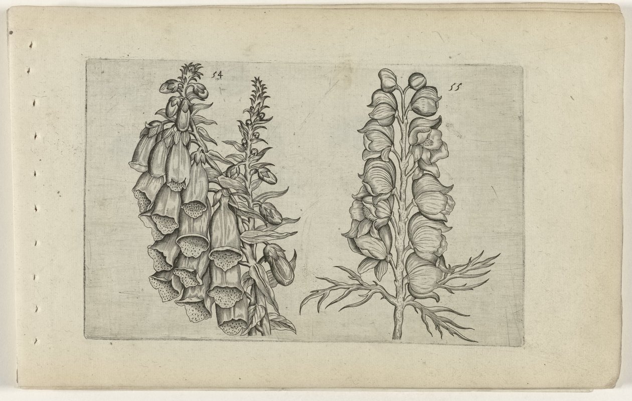 Foxglove and Blue Monkshood by Crispijn van de Passe (I) (attributed to)