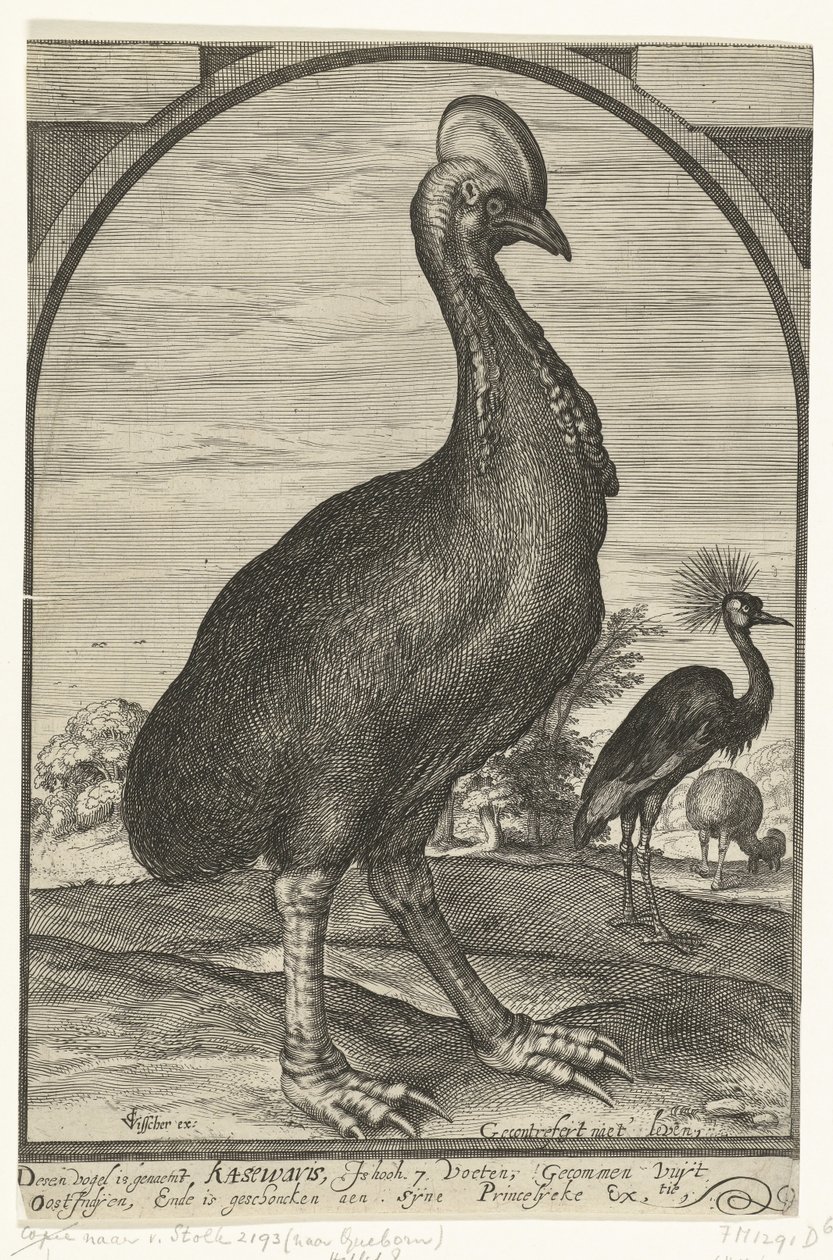 Cassowary Brought by Willem Jacobsz from the East Indies and Presented to Prince Maurits, 1614 by Crispijn van den Queborn (attributed to)