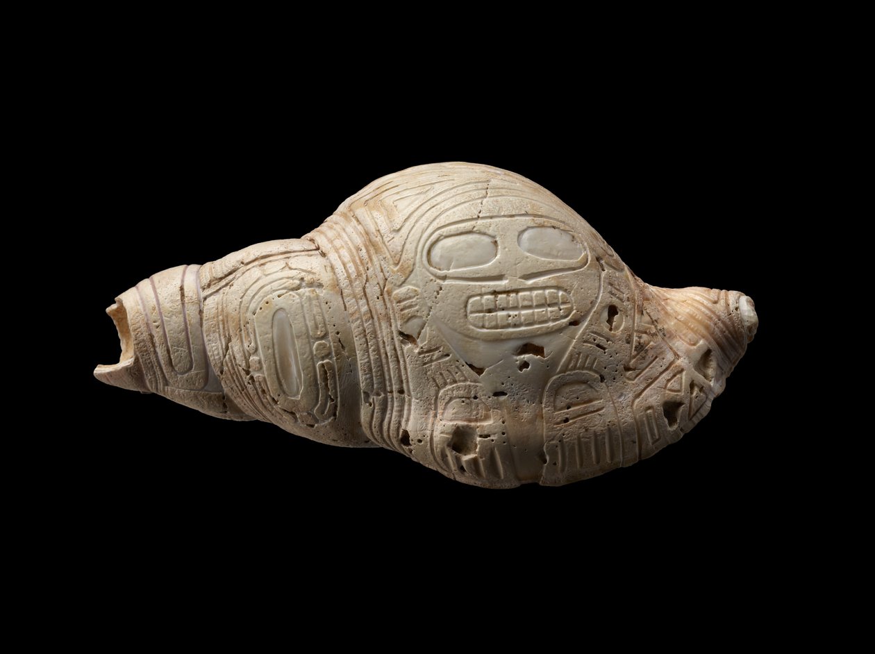 Conch Shell How Are Seashells Created? Or Any Other Shell, Such As A