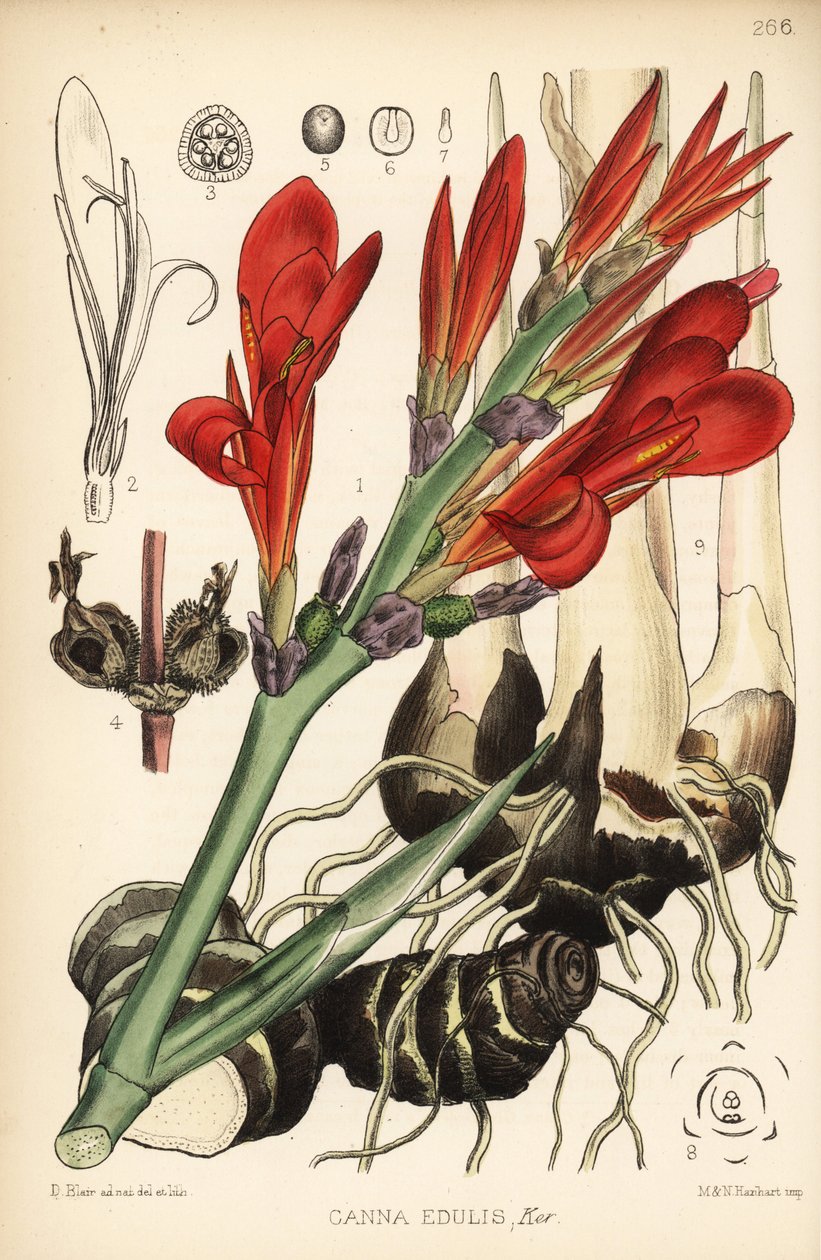 Indian shot, achira or meeru, Canna indica (Canna edulis). Handcoloured lithograph by Hanhart after a botanical illustration by David Blair from Robert Bentley and Henry Trimen