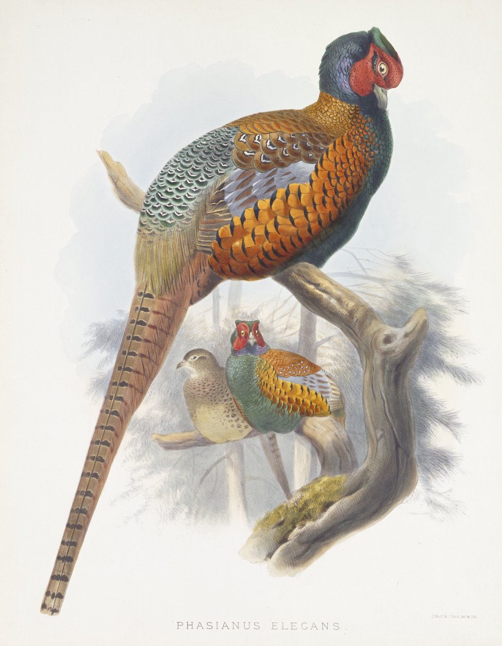 Phasianus Elegans (Elegant Pheasant), 1870-1872 by Daniel Giraud Elliot