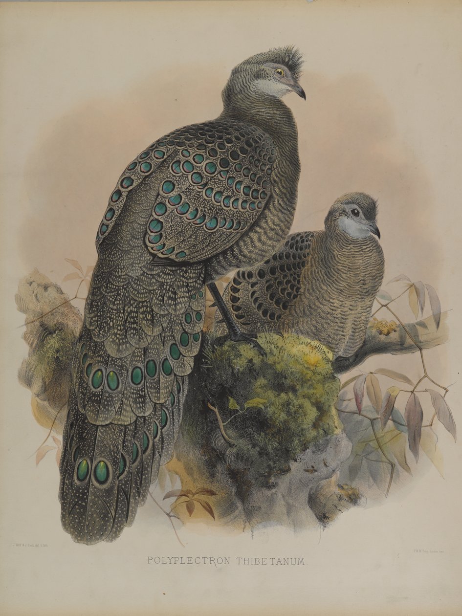 Polyplectron Tibetanum by Daniel Giraud and Gould John Elliott