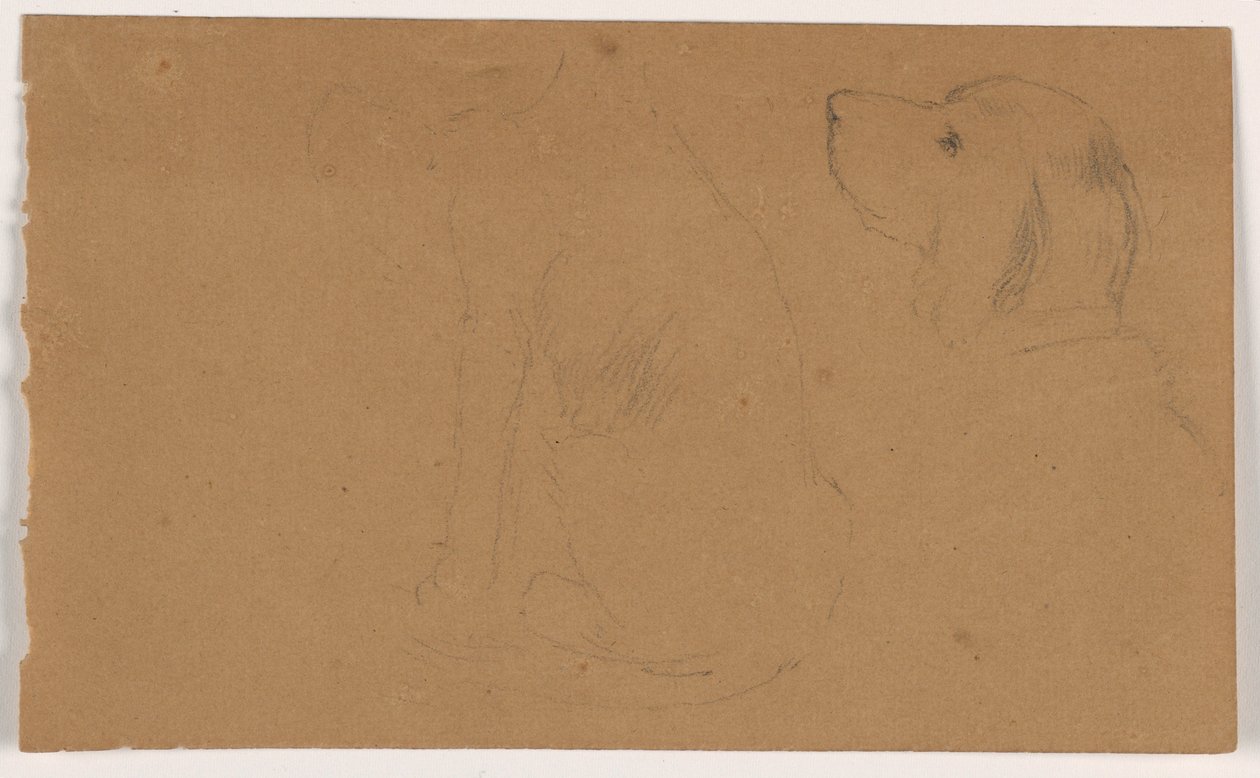 Dash (a Setter), Head and Body, ca. 1862 by Daniel Huntington