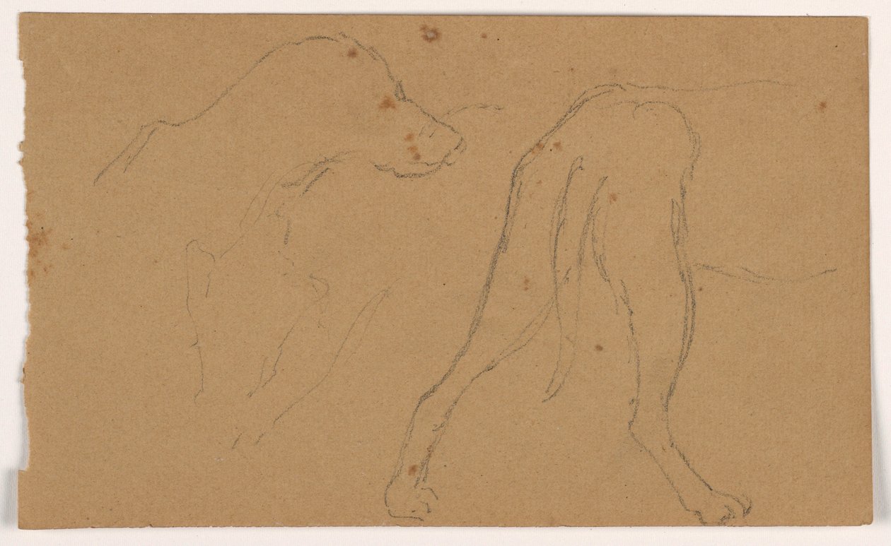 Milo (a Pointer), Head and Body, ca. 1862 by Daniel Huntington