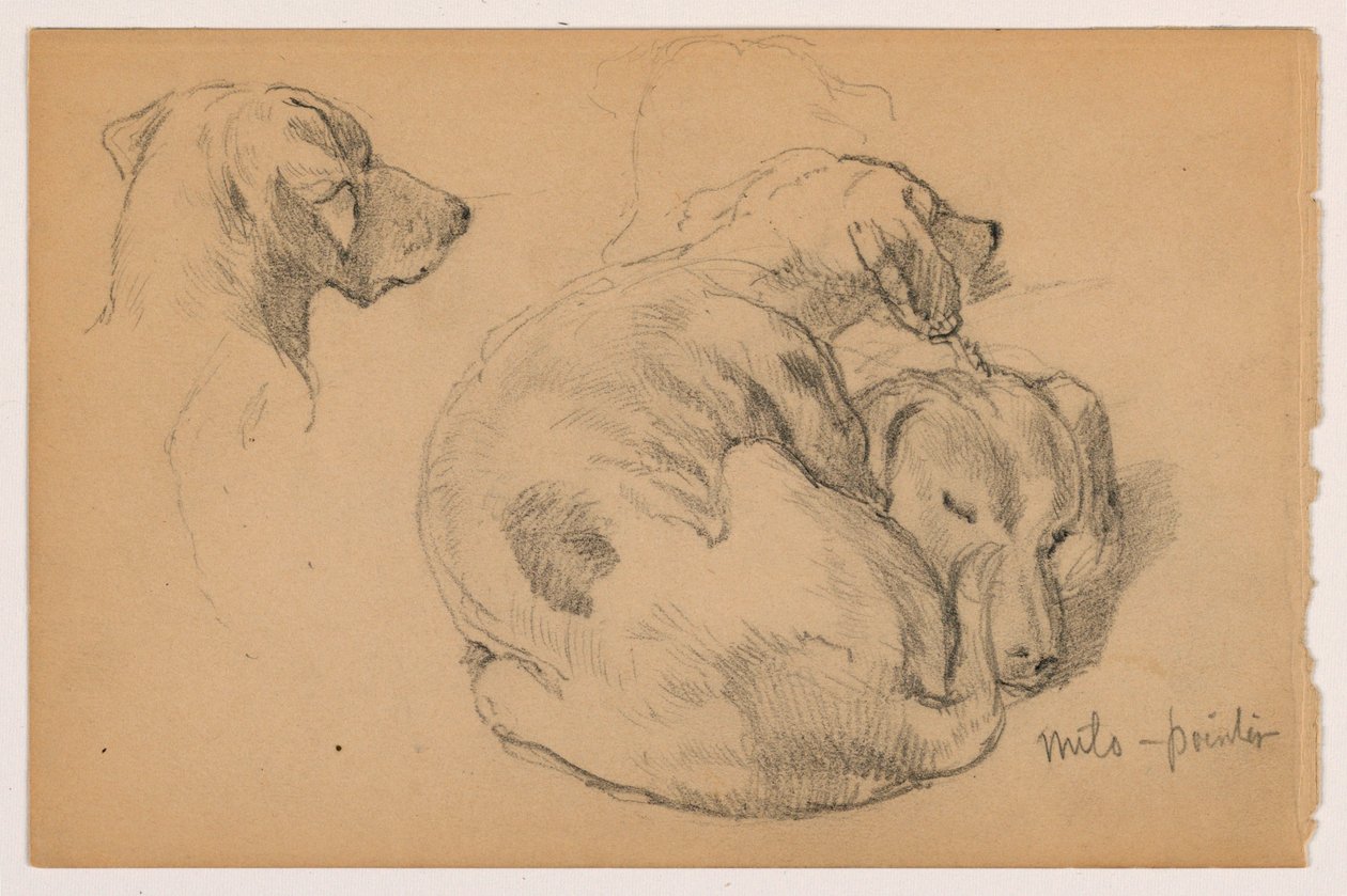 Milo (a Pointer) Three Studies, Milo (a Pointer) Two Studies, ca. 1862 by Daniel Huntington
