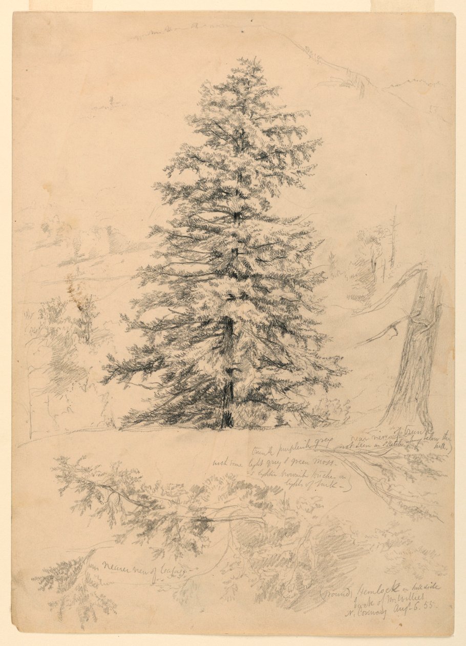 Study of a Hemlock, North Conway, New Hampshire, August 6, 1855 by Daniel Huntington
