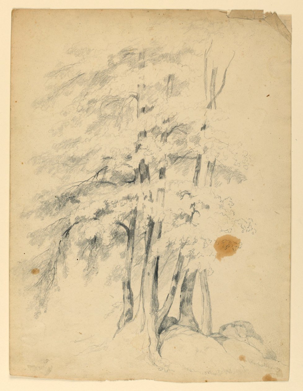 Study of Black Birches by Daniel Huntington