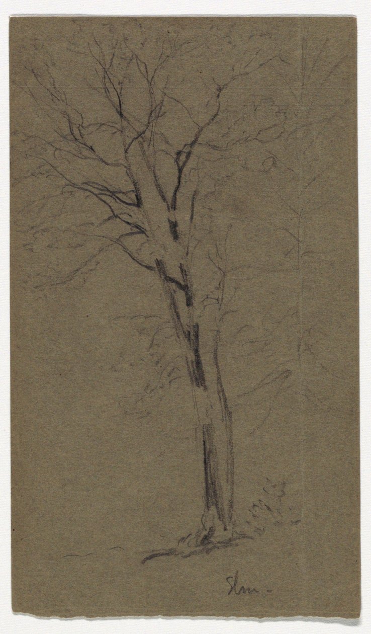 Study of an Elm by Daniel Huntington