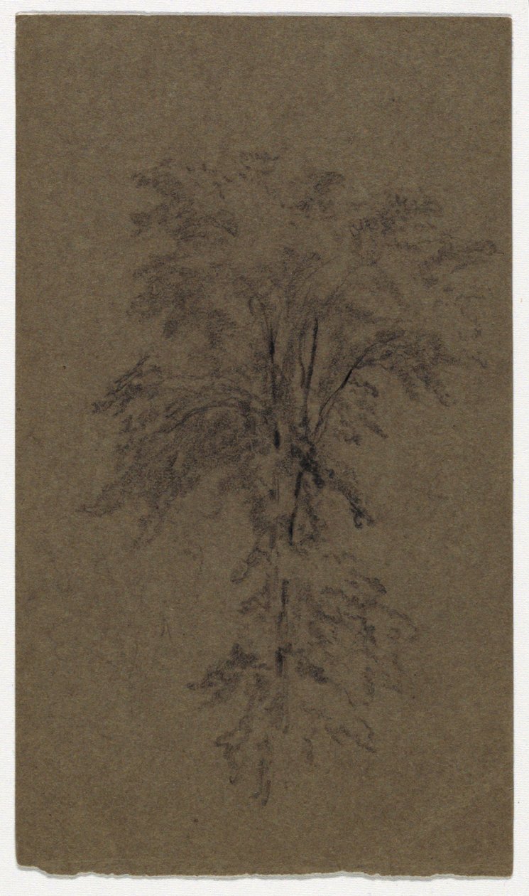 Study of an Elm by Daniel Huntington