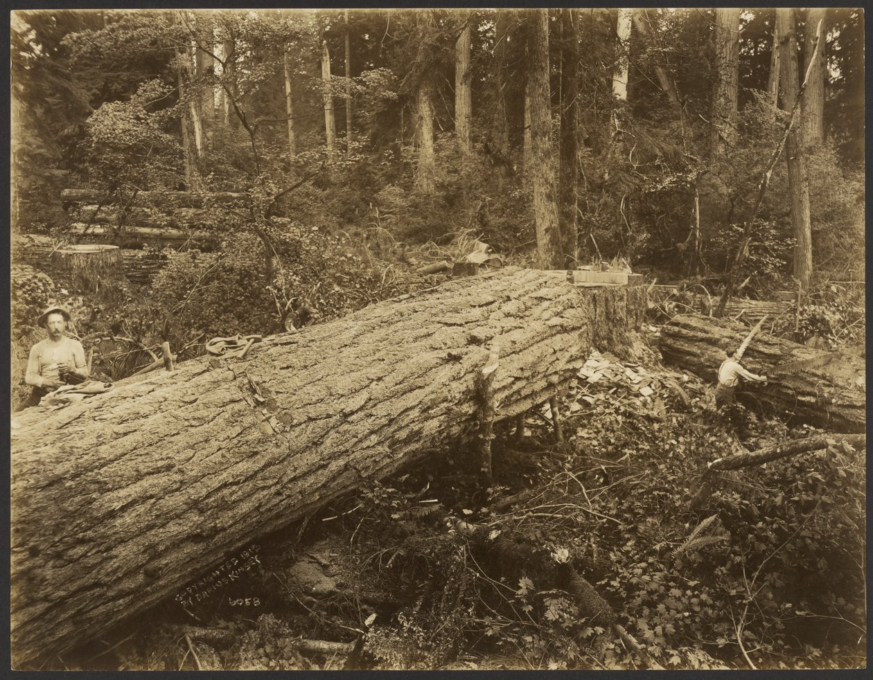 Logging/Timber Scene by Darius Kinsey