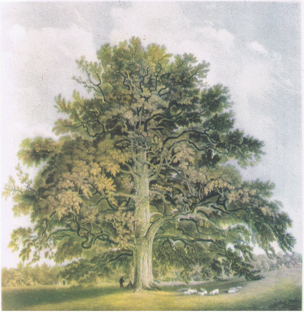 Pollard Willows, Nature in Britain by David Cox