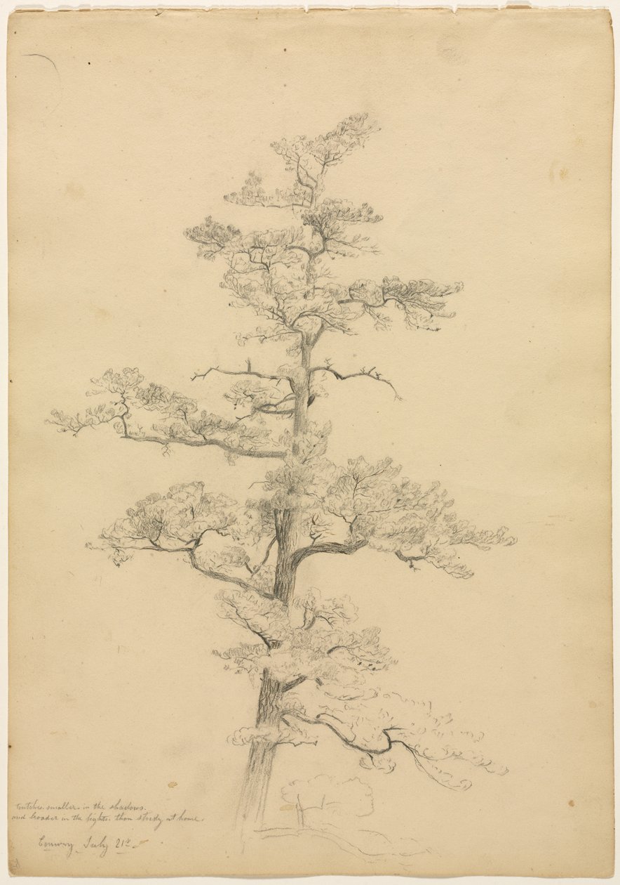 Pine Tree, Conway, New Hampshire (recto), Landscape and Tree Studies (verso), c. 1851 by David Johnson